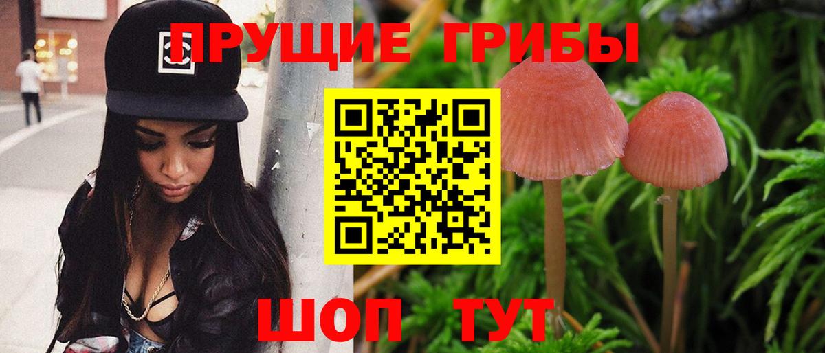 Псилоцибиновые грибы Cubensis Томск